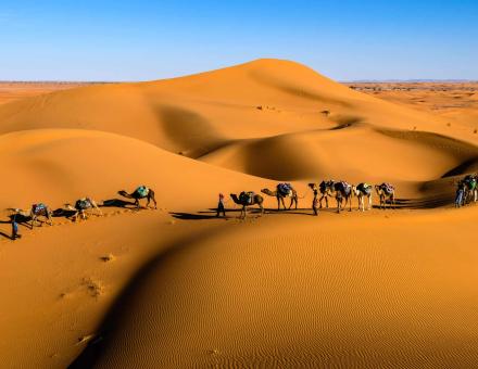 Exploring the Flora and Fauna of the Zagora Region: A Desert Oasis